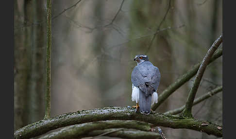 Habicht (Accipiter gentilis)