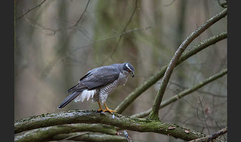 Habicht (Accipiter gentilis)