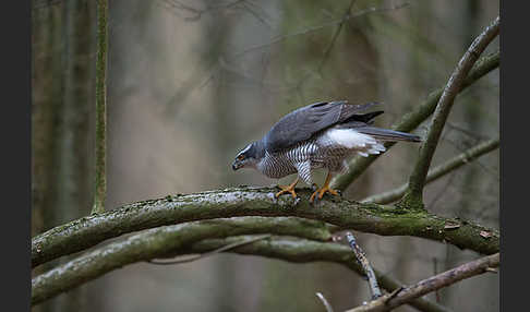 Habicht (Accipiter gentilis)