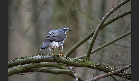 Habicht (Accipiter gentilis)