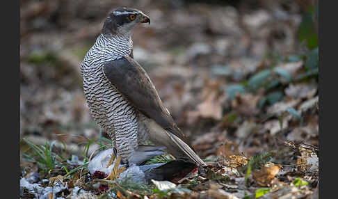 Habicht (Accipiter gentilis)