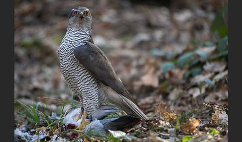 Habicht (Accipiter gentilis)