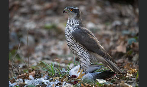 Habicht (Accipiter gentilis)