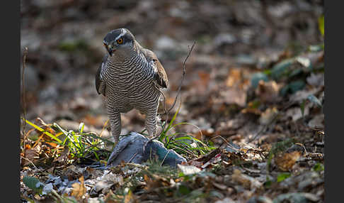 Habicht (Accipiter gentilis)