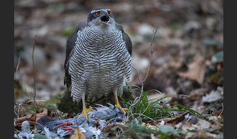 Habicht (Accipiter gentilis)