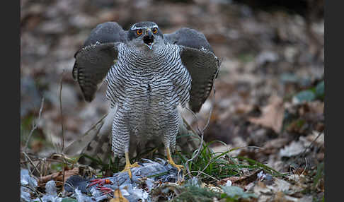 Habicht (Accipiter gentilis)