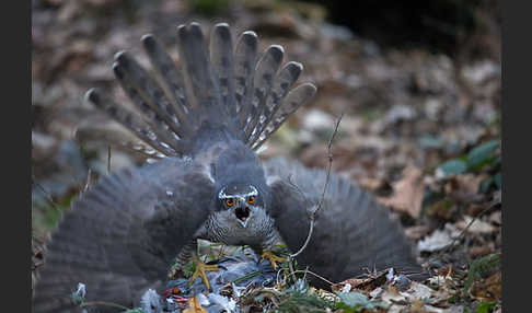 Habicht (Accipiter gentilis)