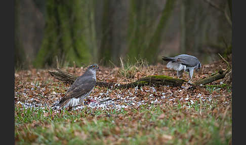 Habicht (Accipiter gentilis)