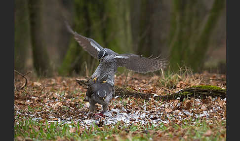 Habicht (Accipiter gentilis)