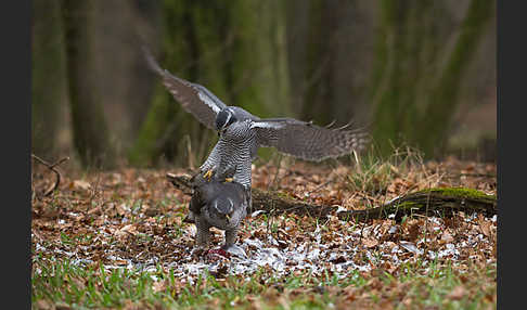 Habicht (Accipiter gentilis)