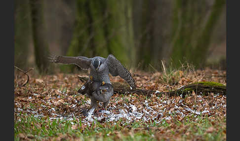 Habicht (Accipiter gentilis)