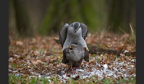 Habicht (Accipiter gentilis)