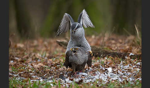 Habicht (Accipiter gentilis)