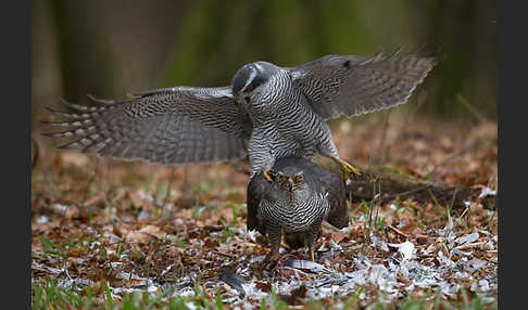 Habicht (Accipiter gentilis)