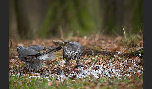 Habicht (Accipiter gentilis)