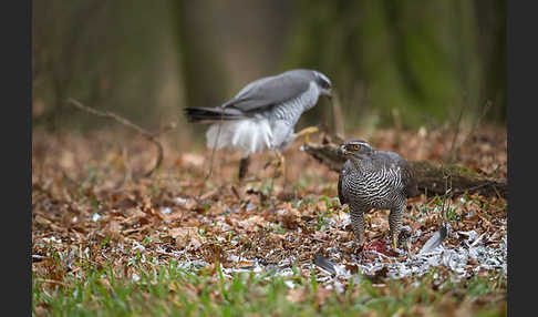 Habicht (Accipiter gentilis)