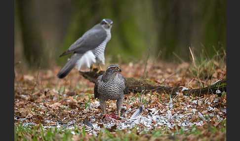 Habicht (Accipiter gentilis)