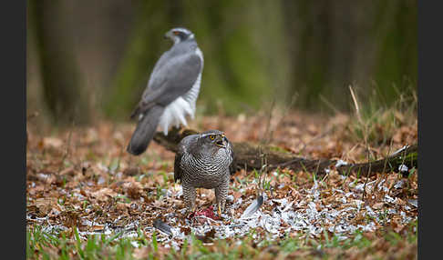 Habicht (Accipiter gentilis)