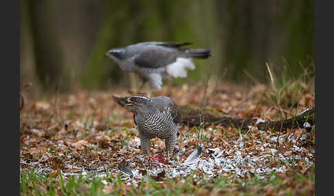 Habicht (Accipiter gentilis)