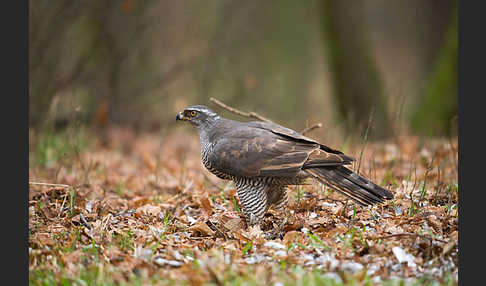 Habicht (Accipiter gentilis)