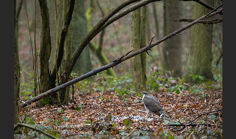 Habicht (Accipiter gentilis)