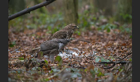 Habicht (Accipiter gentilis)