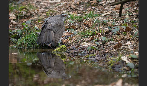 Habicht (Accipiter gentilis)