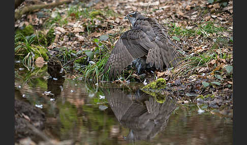 Habicht (Accipiter gentilis)