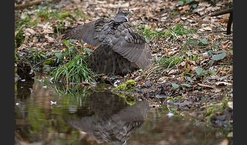 Habicht (Accipiter gentilis)