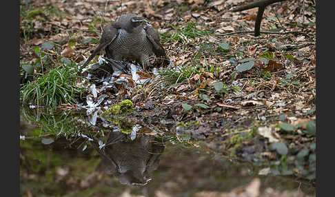 Habicht (Accipiter gentilis)