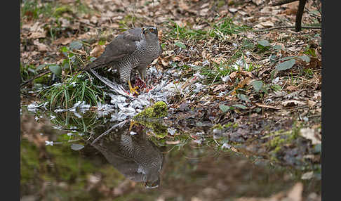 Habicht (Accipiter gentilis)