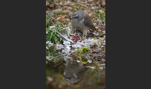 Habicht (Accipiter gentilis)