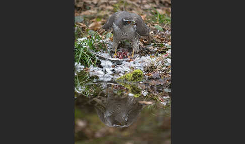 Habicht (Accipiter gentilis)