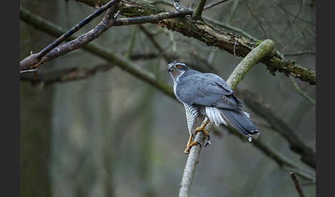 Habicht (Accipiter gentilis)