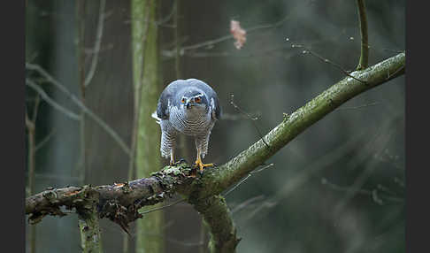 Habicht (Accipiter gentilis)