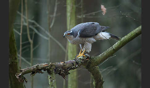 Habicht (Accipiter gentilis)