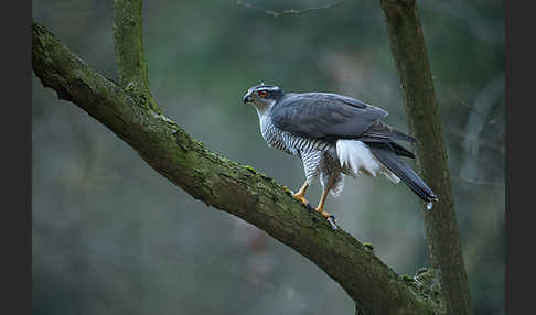 Habicht (Accipiter gentilis)