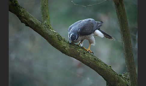 Habicht (Accipiter gentilis)