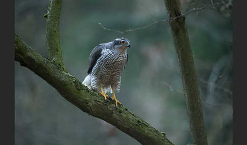 Habicht (Accipiter gentilis)