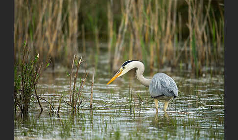 Graureiher (Ardea cinerea)