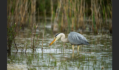 Graureiher (Ardea cinerea)