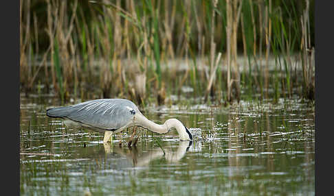 Graureiher (Ardea cinerea)