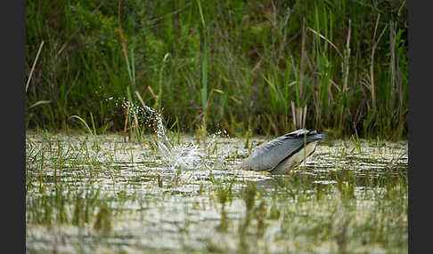 Graureiher (Ardea cinerea)