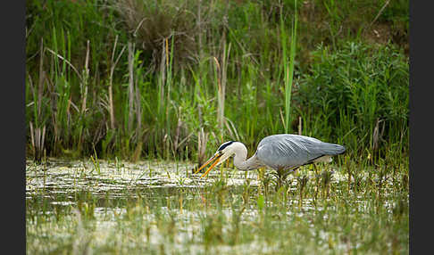 Graureiher (Ardea cinerea)