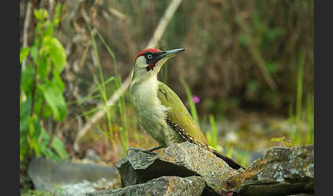 Grünspecht (Picus viridis)