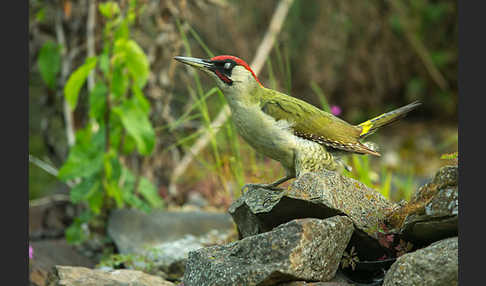 Grünspecht (Picus viridis)