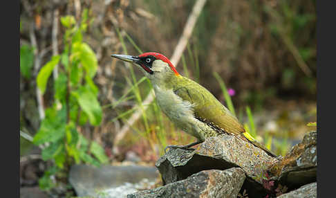 Grünspecht (Picus viridis)