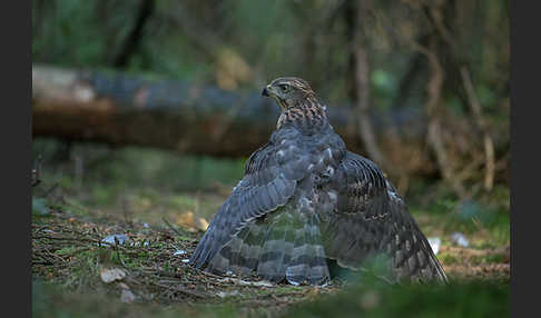 Habicht (Accipiter gentilis)