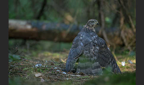 Habicht (Accipiter gentilis)