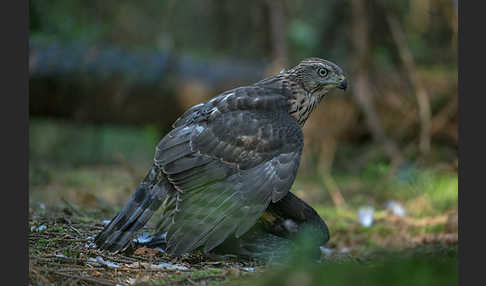 Habicht (Accipiter gentilis)